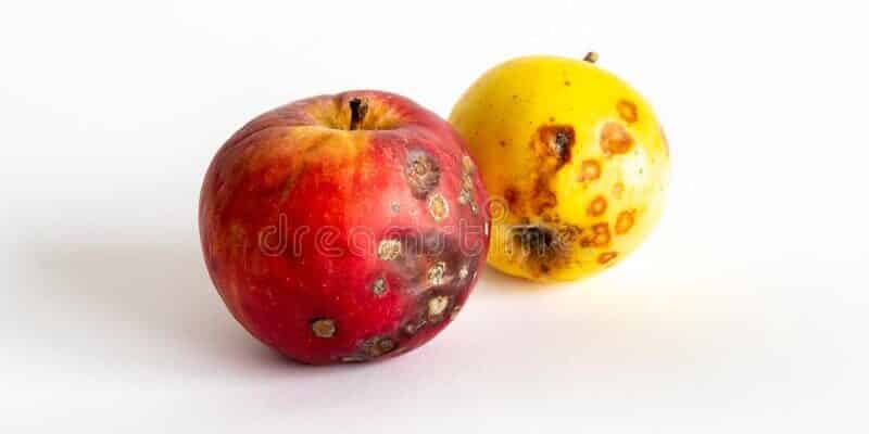 bad-apples